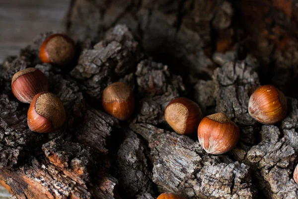 Castanhas maduras em um fundo cinza casca — Fotografia de Stock