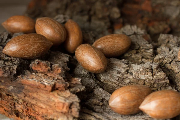 背景が灰色の樹皮に茶色の成熟したナッツ — ストック写真