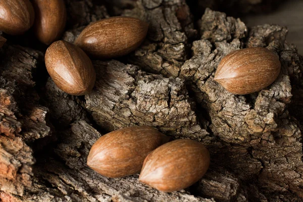 背景が灰色の樹皮に茶色の成熟したナッツ — ストック写真