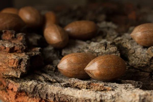 背景が灰色の樹皮に茶色の成熟したナッツ — ストック写真