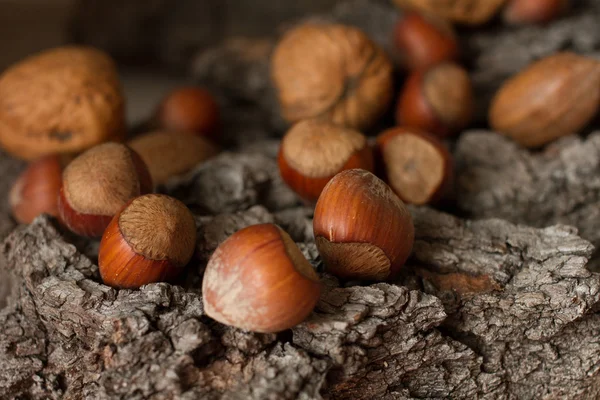 Brown mature nuts on a gray background bark — Stock Photo, Image