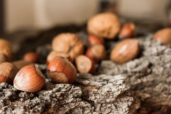 Brown mature nuts on a gray background bark — Stock Photo, Image