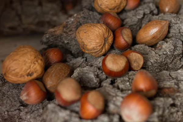 背景が灰色の樹皮に茶色の成熟したナッツ — ストック写真