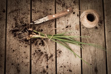 yere bir iple bağlı chives