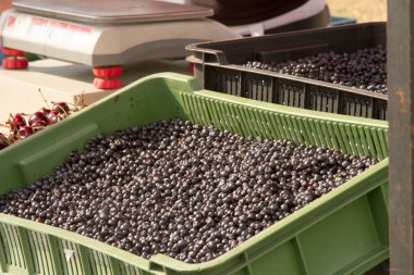 Sepet yaban mersini Çiftçi Market ile