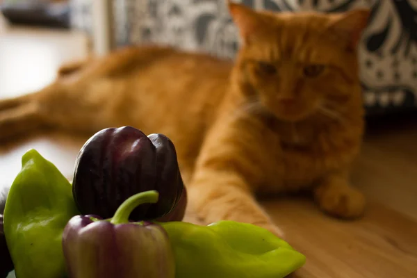 Красный кот в натюрморте с зеленым перцем — стоковое фото