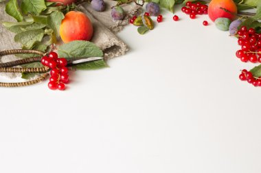 Erik şeftali ve kayısı makas ve kırmızı cur ile şube