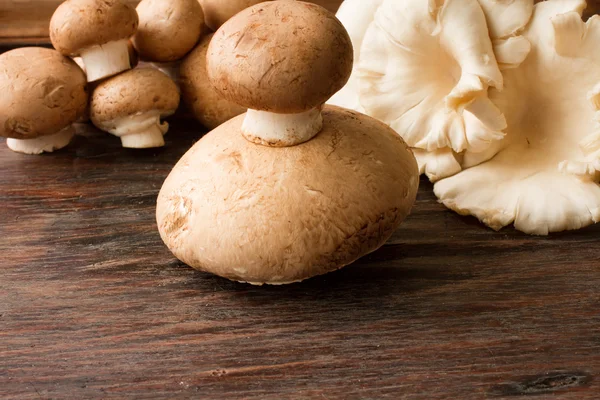 草甸蘑菇菇木背景 — 图库照片