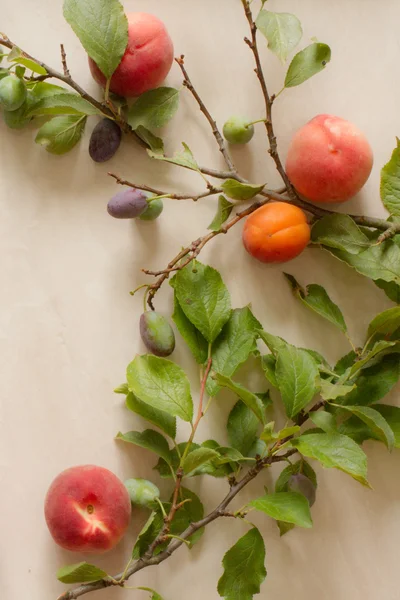 Branche aux prunes pêches et abricots sur fond blanc — Photo