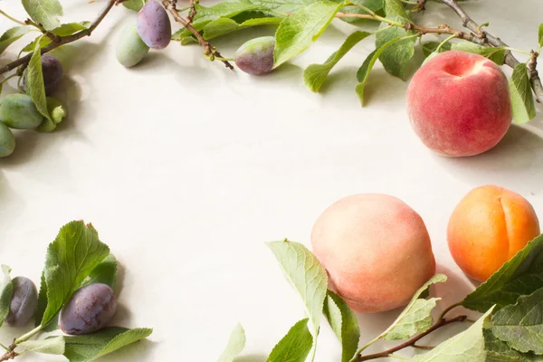 Branche aux prunes pêches et abricots sur fond blanc — Photo