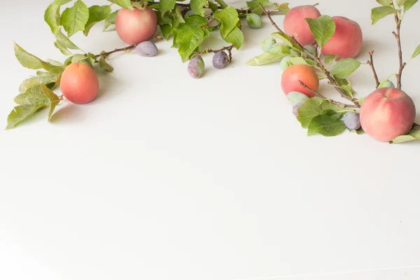Гілка зі сливами персиками та абрикосами на білому фоні — стокове фото