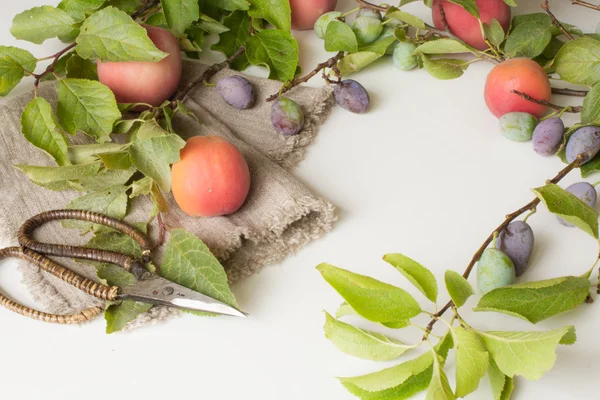 Větev s švestky broskve a meruňky na bílém pozadí — Stock fotografie