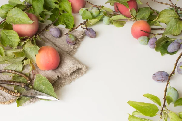 Ramură cu prune piersici și caise pe un fundal alb — Fotografie, imagine de stoc