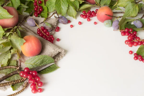 Rama con ciruelas melocotones y albaricoques con tijeras y cur rojo —  Fotos de Stock