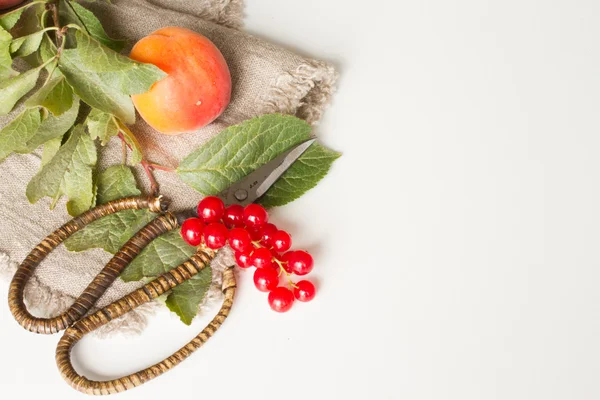 Гілка зі сливами персики та абрикоси з ножицями та червоним курком — стокове фото