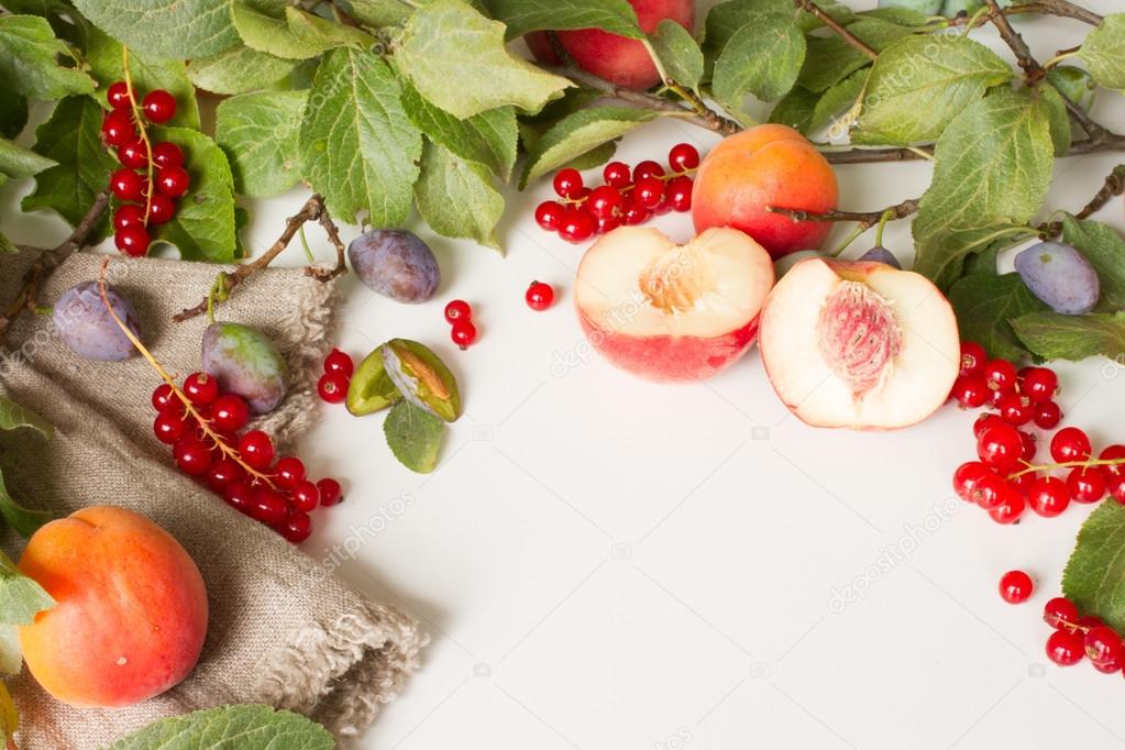 branch with plums peaches and apricots with scissors and red cur