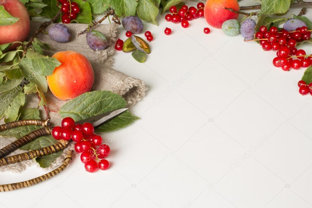 branch with plums peaches and apricots with scissors and red cur