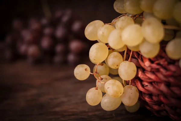 Bouquet de raisins juteux mûrs pour le vin — Photo