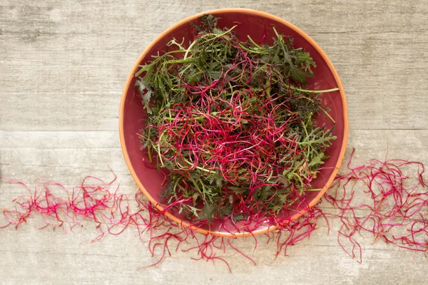 Salatblätter für einen gesunden Körper und Geist — Stockfoto