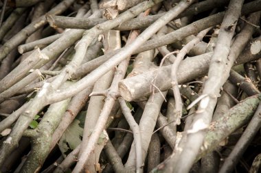 Ağaç dalları yığını