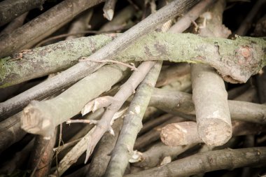 Ağaç dalları yığını