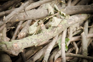 Ağaç dalları yığını