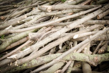 Ağaç dalları yığını