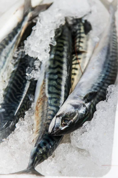 Pequeños peces sobre hielo en el mercado junto al mar —  Fotos de Stock