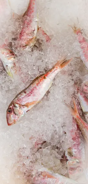 Peixe pequeno no gelo no mercado junto ao mar — Fotografia de Stock