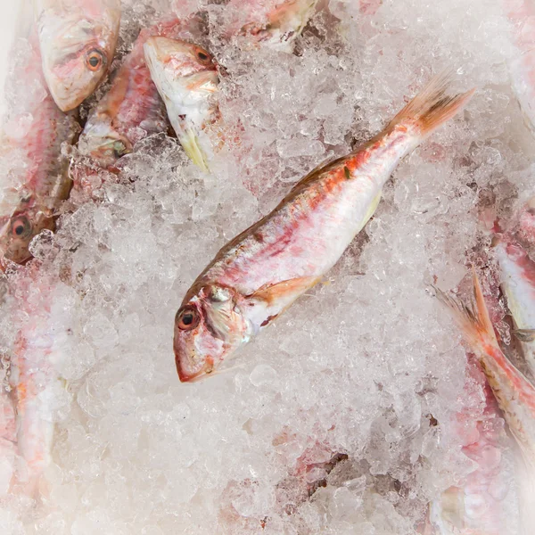 small fish on ice on the market by the sea