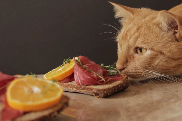 Sandwich med kød og mandarin Temyan - Stock-foto