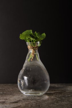 bir siyah arka plan taş su ile cam vazoda nane