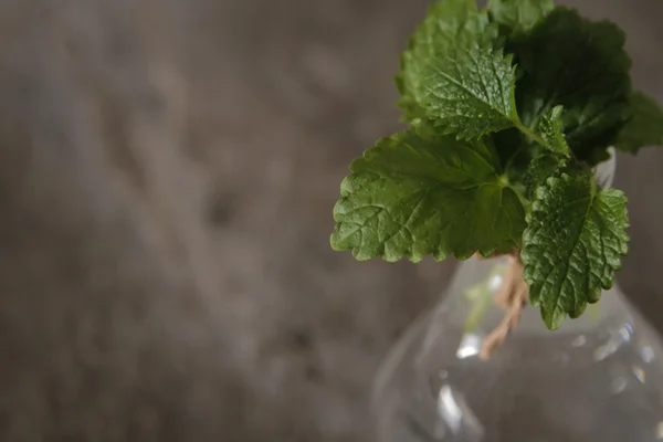 Mint dalam vas kaca dengan air pada batu latar hitam — Stok Foto