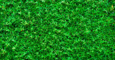 Yeşil yapraklar arka plan veya doğal duvar dokusu tasarımda kullanmak için idealdir..