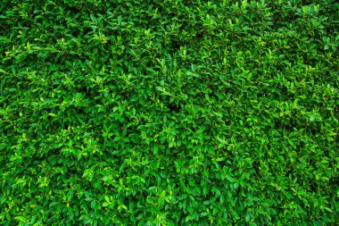 Yeşil yapraklar arka plan veya doğal duvar dokusu tasarımda kullanmak için idealdir..