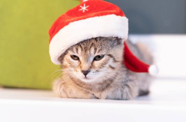 Noel Baba şapkalı Noel kedisi yeşil pelüş bir evin arka planında.