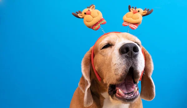 Christmas dog wearing deer antlers on a blue background — Stock Photo, Image