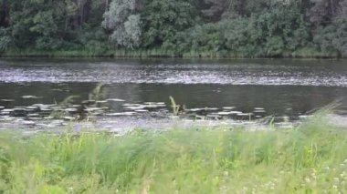 Rüzgarda sallanan gür yeşil reed ile yaz aylarında küçük nehir