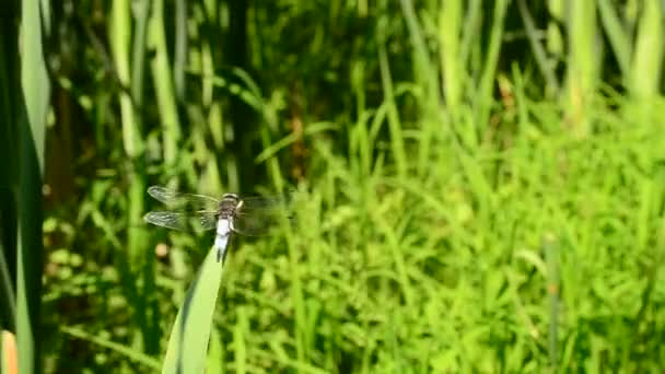 Dragonfly sitting on grass — Stock Video