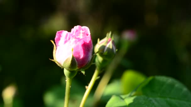 Rosa Rosenknospe auf verschwommenem Hintergrund — Stockvideo