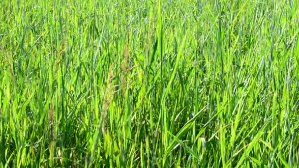 Fond naturel avec herbe verte luxuriante 