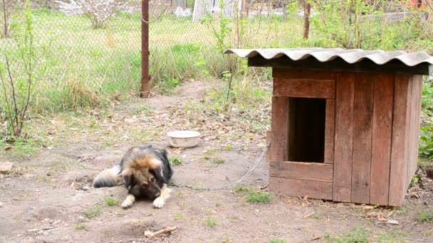 Lonely dog on chain bites and licks its paw near kennel — Stock Video