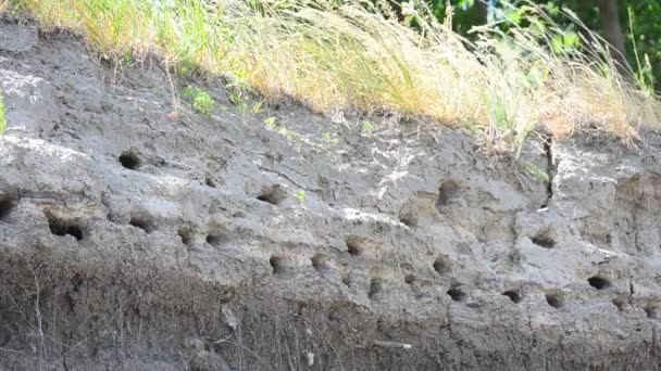 Uccelli veloci che entrano e escono dai buchi in un pendio — Video Stock