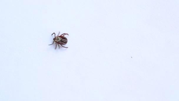 Dur tique rampant sur fond blanc 