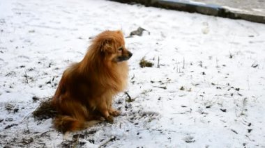 Kızıl saçlı tüylü köpek kar üzerinde oturur ve mesafe içine görünüyor
