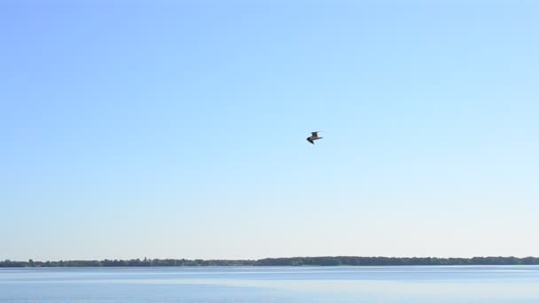 Чайка летает над водой на фоне неба — стоковое видео