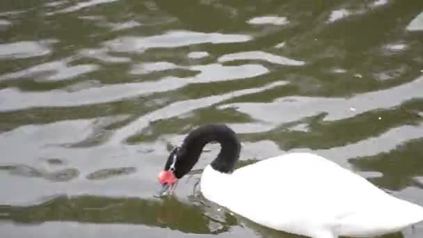 Cygnus melancoryphus. Beautiful black necked swan in a pond — Stock Video