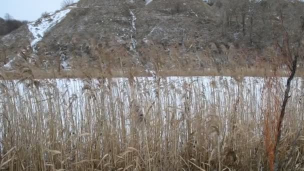 Primer plano de caña seca vieja balanceándose en el viento — Vídeo de stock