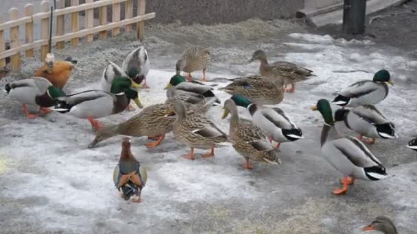 Nahaufnahme einer Entenherde, die im Januar 2015 in Mezhyhirya gefüttert wird — Stockvideo