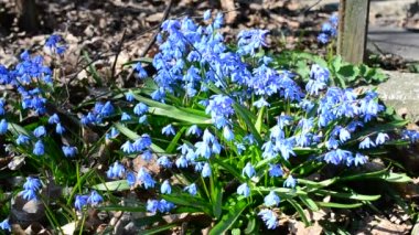 Arıların nektar veya polen Sibirya squill toplama